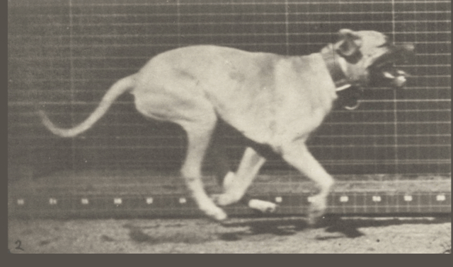 Yuliana Troubetskaia